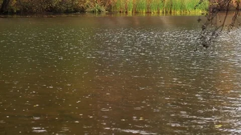 Surface of water rippling from rainfall, vivid green and golden reed bank lining Stock Footage 329212961