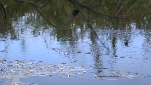  the surface of the water of a small lake 스톡 동영상 248707685