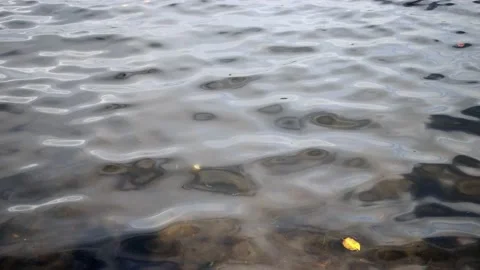 Surface waterfall, foliage high quality 4k 스톡 동영상 235499774