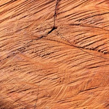 Surface wood log texture background Stock Photos