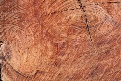 Surface wood log texture background 스톡 사진