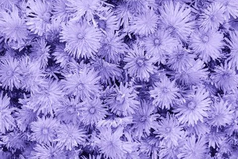 Surface of yellow dandelions. Stock Photos