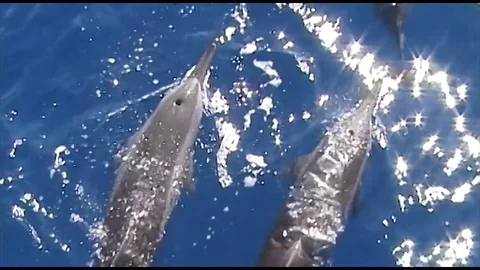 Surfacespinners Video stock 80544585