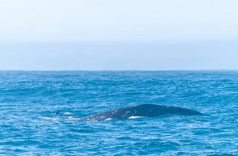 Surfacing grey whale Stock Photos
