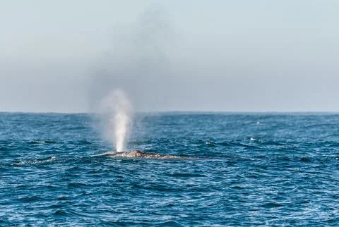 Surfacing grey whale Stock Photos