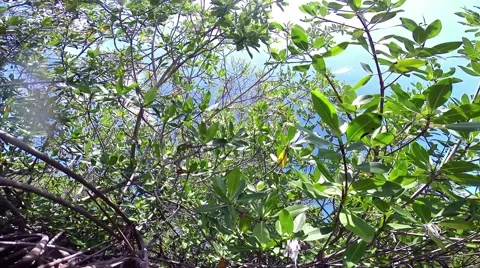 Surfacing in the mangroves Stock Footage 40497368