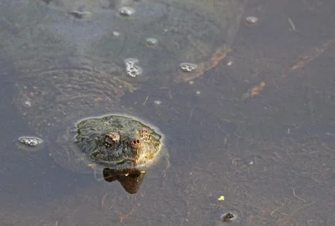 Surfacing Snapping Turtle Stock Photos