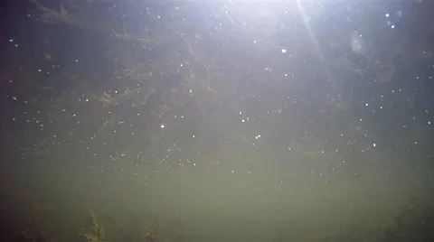 Surfacing from under the waters of the river Stock Footage 40625671