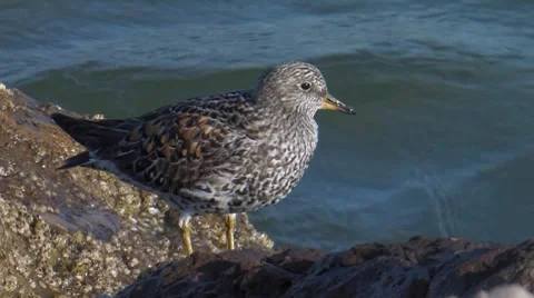 Surfbird 1 Stock Footage 8509101