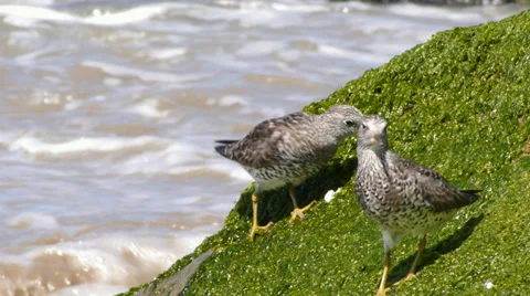 Surfbird Video stock 35195110