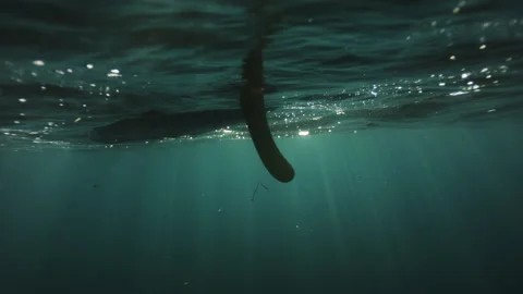 Surfboard fin cutting through clear blue water beneath ocean surface Stock Footage 345345545