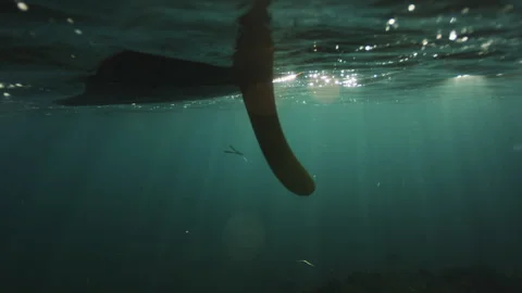 Surfboard fin gliding beneath rippled sunlit ocean surface Stock Footage 345339979