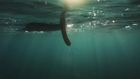 Surfboard fin moving beneath shimmering turquoise ocean surface Stock Footage 345339778