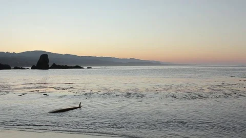 Surfboard floating in shorebreak Stock Footage 71206197