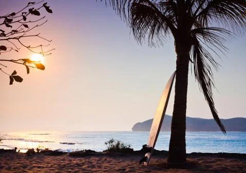 Surfboard on the palm Stock Photos