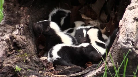 A surfeit of baby skunks 2 Stock-Footage 40064828
