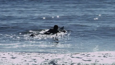 Surfer on blue waves of the Pacific ocean Stock Footage 75063316