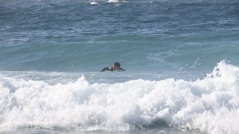 Surfer Catches Ocean Wave on longboard Stock Footage 128655464