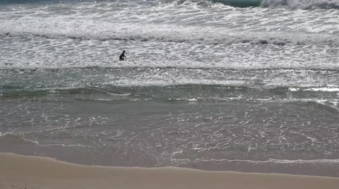 Surfer catches a wave Stock Footage 51744316