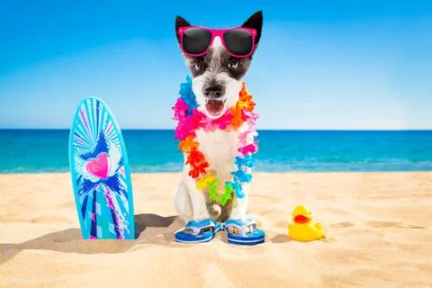 Surfer dog beach Stock-Fotos