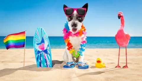 Surfer dog beach Foto stock