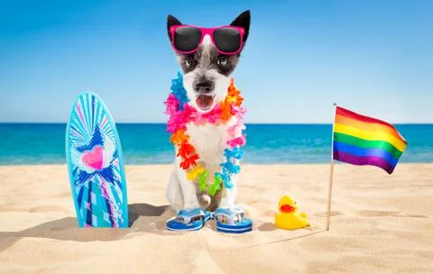 Surfer dog beach Foto stock