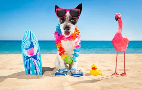 Surfer dog beach Foto stock