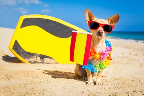 Surfer dog  at the beach Stock-Fotos