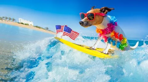 Surfer dog  at the beach Stock-Fotos