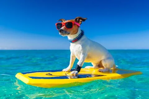 Surfer dog Stock Photos