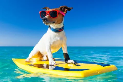 Surfer dog Stock Photos