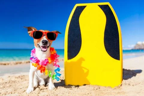 Surfer dog Stock Photos