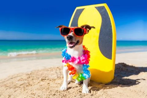 Surfer dog Foto stock