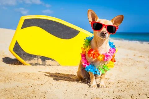 Surfer dog Stock Photos