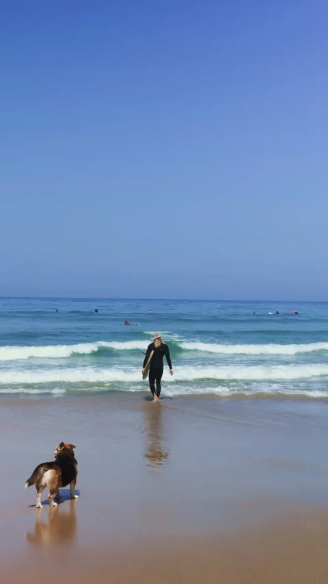 Surfer Entering Ocean Waves Followed by Cute Dog Stock Footage 344946465