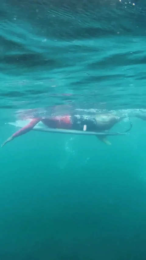 Surfer in the Indian Ocean Stock Footage 300756377