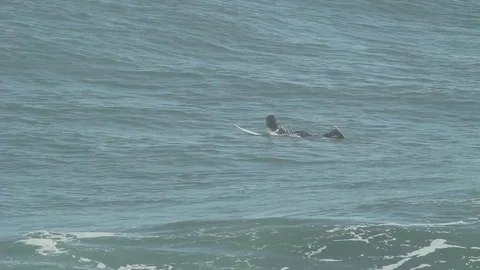 Surfer in ocean Stock Footage 77048850