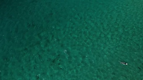 Surfer paddles in clear water Stock Footage 107076356