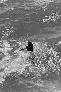 Surfer paddling forward through active shorebreak waves Stock Photos