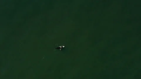 Surfer paddling in the ocean Stock Footage 196088822