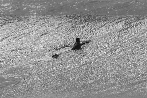 Surfer Paddling Wave Swells Stock Photos