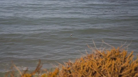 Surfer resting on waves next to cliffs Uncolored 库存影片 102418038