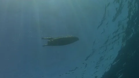Surfer with Shark underwater Stock Footage 106059677