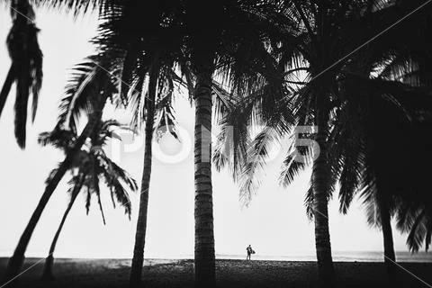 Surfer with surfboard under tall palm trees on tropical ocean beach, San Pancho, Stock Photos