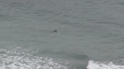 Surfer swimming Vídeos de archivo 24671448