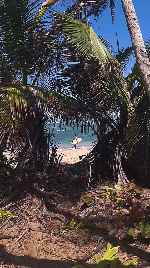 Surfer walking on the beach, beach, palm, sea, ocean, tree, tropical, island Stock Footage 237018040