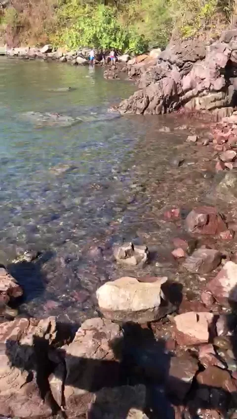 Surfer Walks to Water SD Stock Footage 175476476