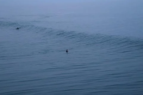 Surfer in the Water 스톡 사진