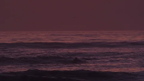 Surfer in the water waits for the wave  after sunset Stock Footage 100322256