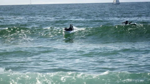 Surfer on a wave Video stock 236516353
